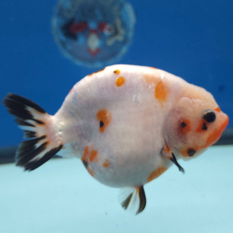 Chinese Ranchu White Cow 4in Male (FEB-328)R2B02