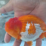 Thai Jumbo Dragon Head Ranchu Red & White 4.50 inch Body FEMALE (JES-JR1001)