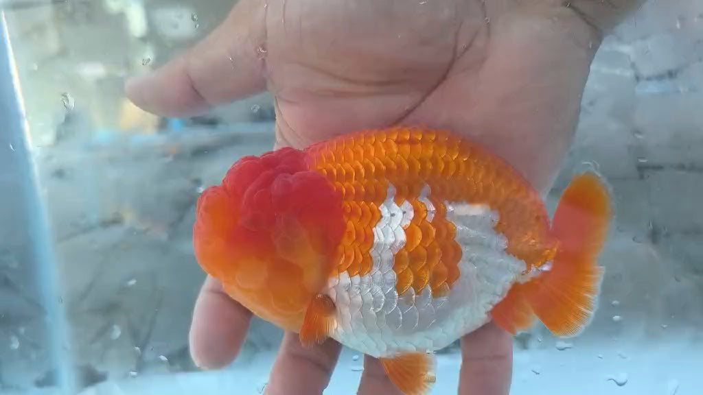 Thai Jumbo Dragon Head Ranchu Red & White 4.50 inch Body FEMALE (JES-JR1001)