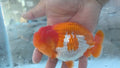 Thai Jumbo Dragon Head Ranchu Red & White 4.50 inch Body FEMALE (JES-JR1001)