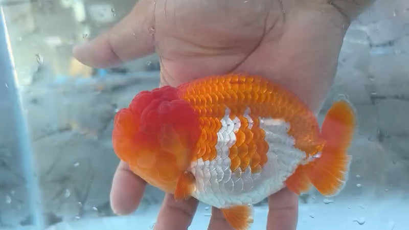 Thai Jumbo Dragon Head Ranchu Red & White 4.50 inch Body FEMALE (JES-JR1001)