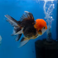 Thai Oranda Apache 3.5” Female(FEB-716)R1A07