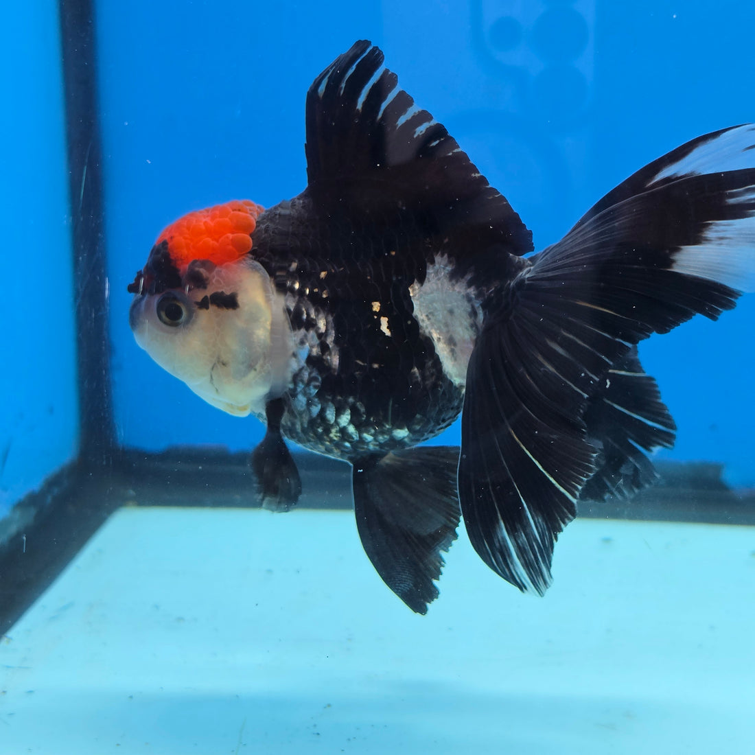 Thai Oranda Red Cap Panda 4" Body Female 9mths(FEB-571)R3A01