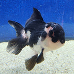 Thai Oranda Panda Female 3.5in (FEB-508)R2B18