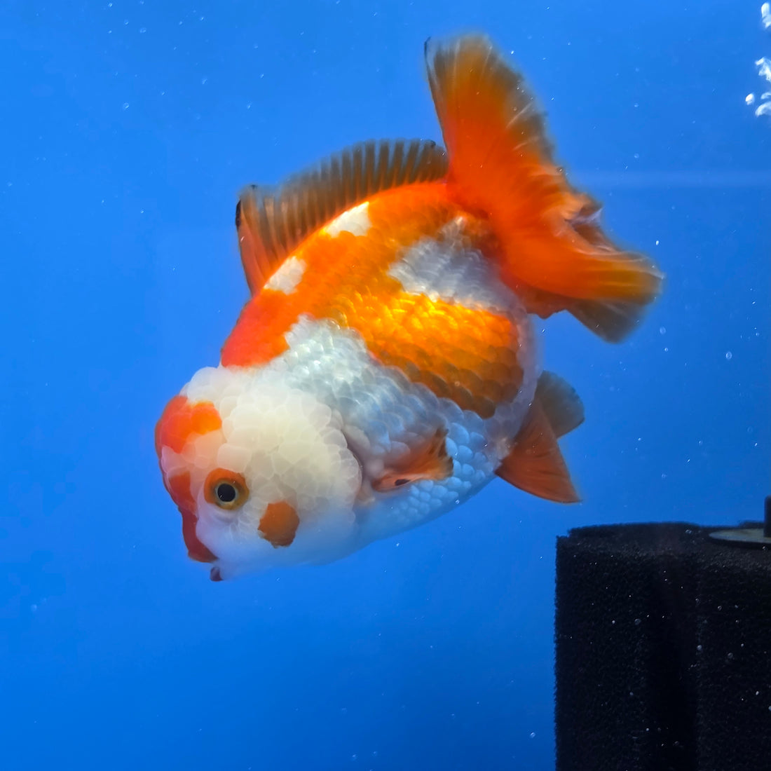 Thai Oranda Yuanbao Red abd White 4.50" Body Female (FEB-736)R2A09