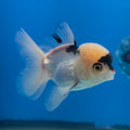 Thai Oranda Lemomhead Panda 3.5” Female(FEB-714)R1A07