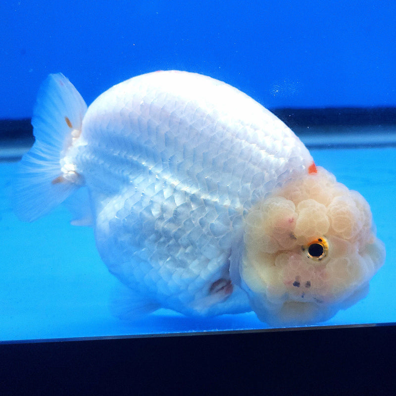 Thai Ranchu Lemonhead 3.5” Body Female(FEB-351)SHOWTANKB
