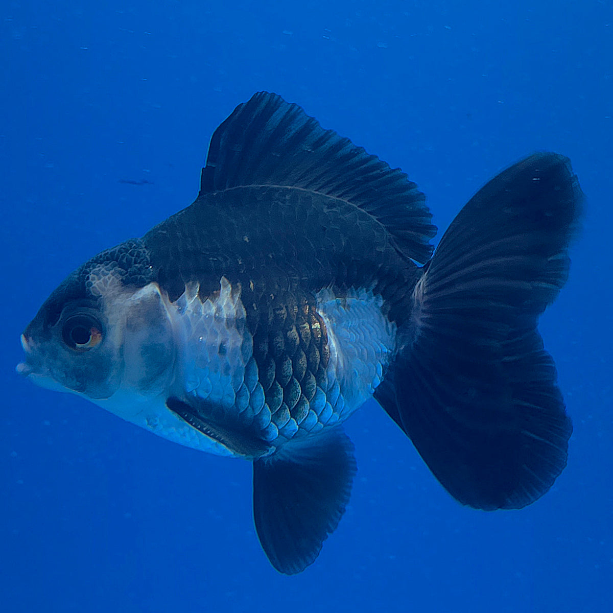 Thai Oranda Panda 3.00" Body Male (FEB-790)R1B03
