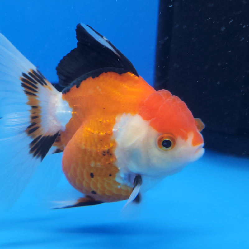 Thai Oranda Tri-Color 3in Female (FEB-205)R3B06