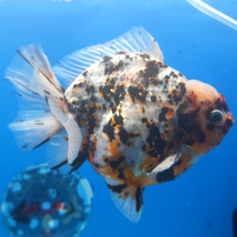Thai Jumbo White Tiger Orchid Tail Oranda by NK THAILAND 5.00 inch Body (NKT-FEB-369)