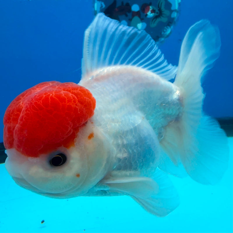 Thai Oranda White Body Red Cap 3.5" Female(FEB-431)R2B13
