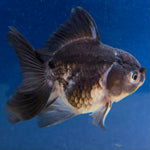 Thai Oranda Panda 2" Female (FEB-490)
