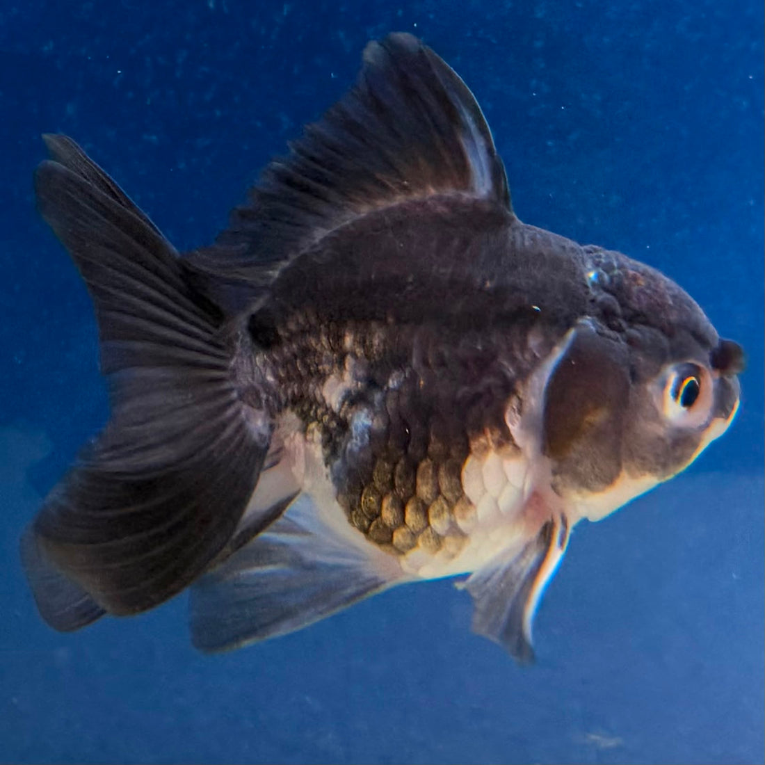 Thai Oranda Panda 2" Female (FEB-490)