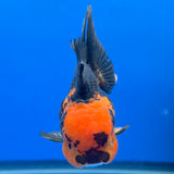 Thai Oranda Apache Tiger 3.25” Female(FEB-888)R2B09