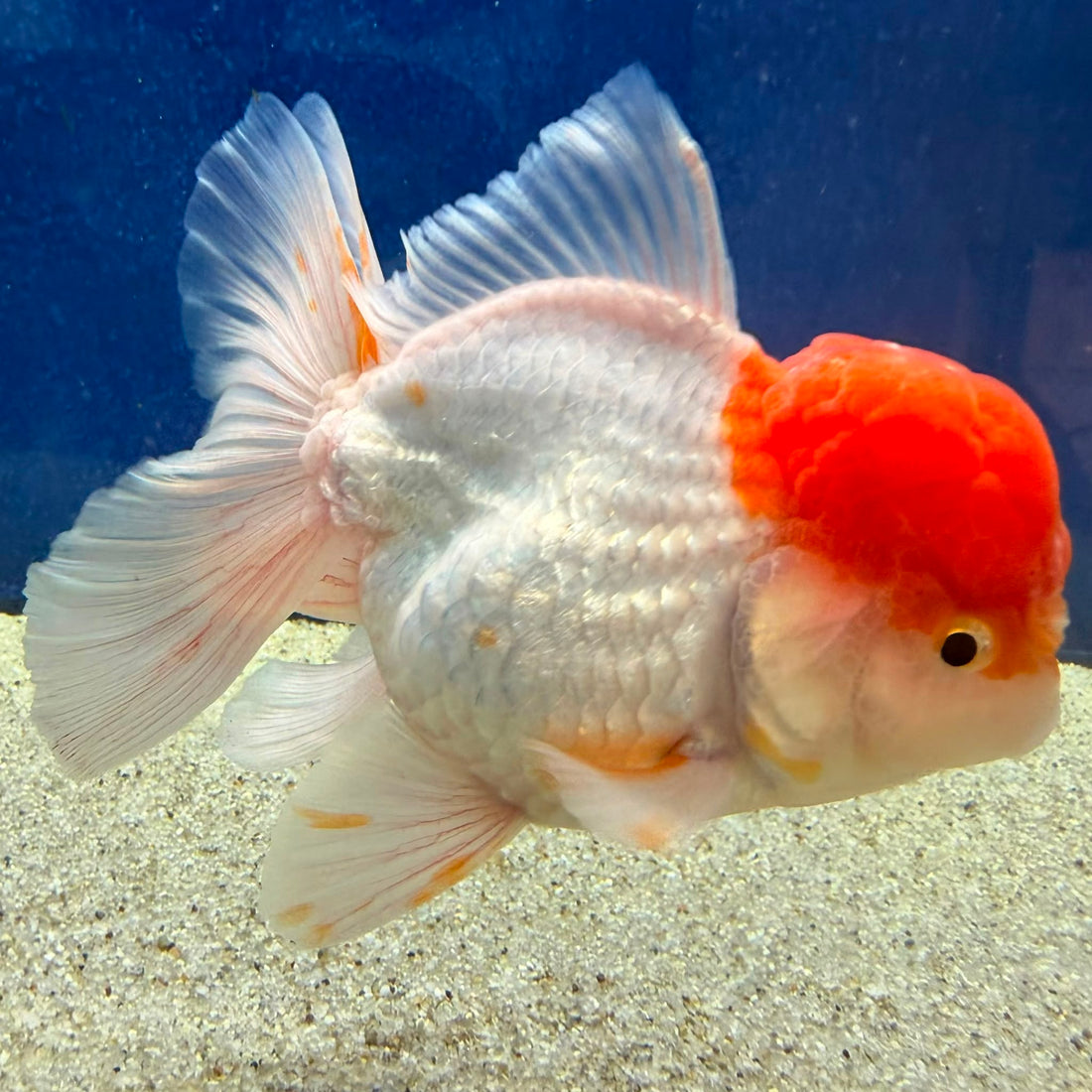 Thai Oranda Red Cap White Female 3.5in (FEB-506)R2B18