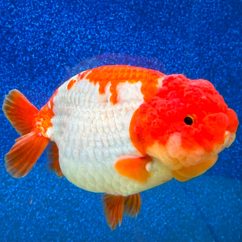 Thai Ranchu Red & White 4in Female (FEB-463)BLUETUBA