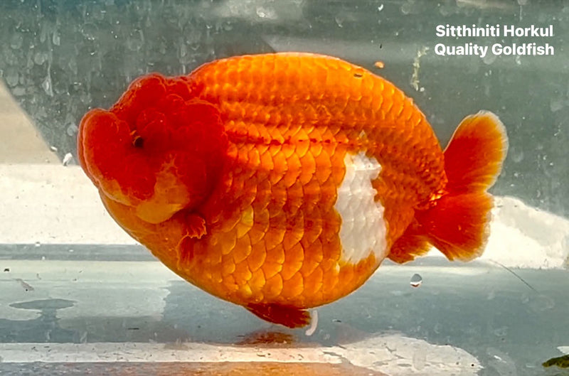 Thai Jumbo Competition Grade Red Ranchu 4.75 inch Body (QGF-JO1185)