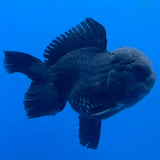 Thai Oranda Super Black 3.5" Body Male (FEB-850)R2A10