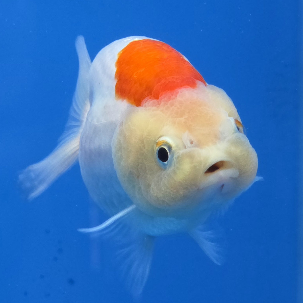 Thai Ranchu Red and White 2.50" Body Female (FEB-775)R3B23