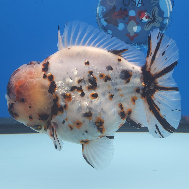 Thai Jumbo White Tiger Orchid Tail Oranda by NK THAILAND 5.00 inch Body (NKT-FEB-368)