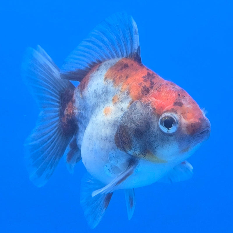 Thai Shogun Calico Oranda 2.5" Body Male A+ Grade(CK-603)R3A01