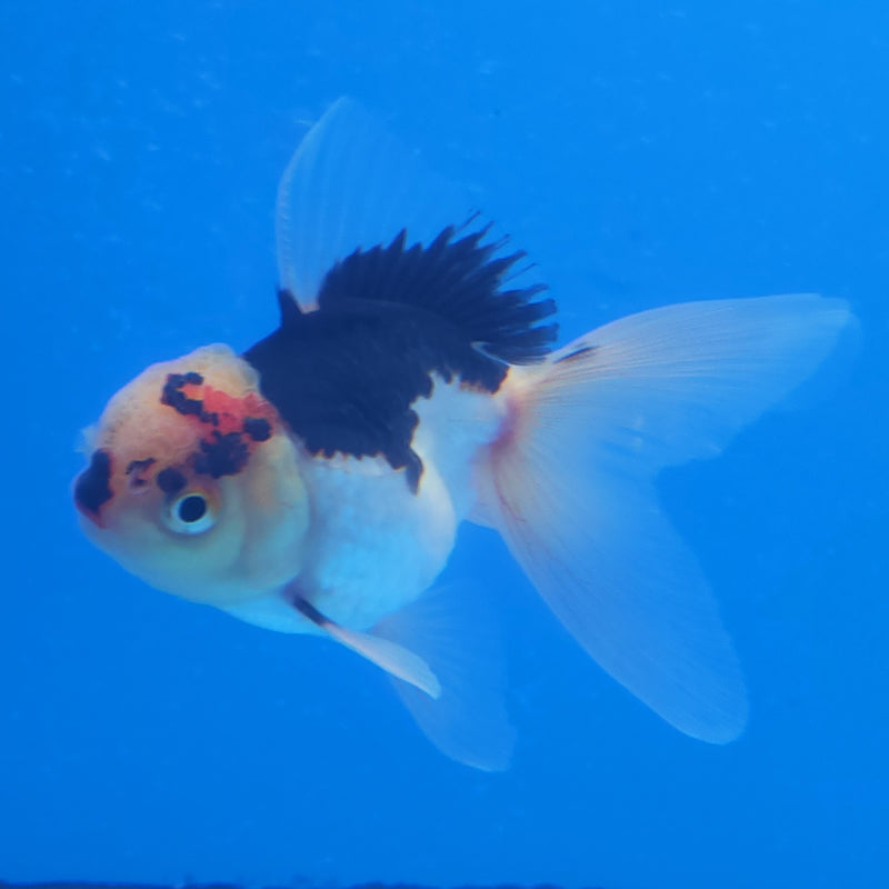 Thai Oranda Panda Tri-Color 2.5in Female (FEB-203)R3B06