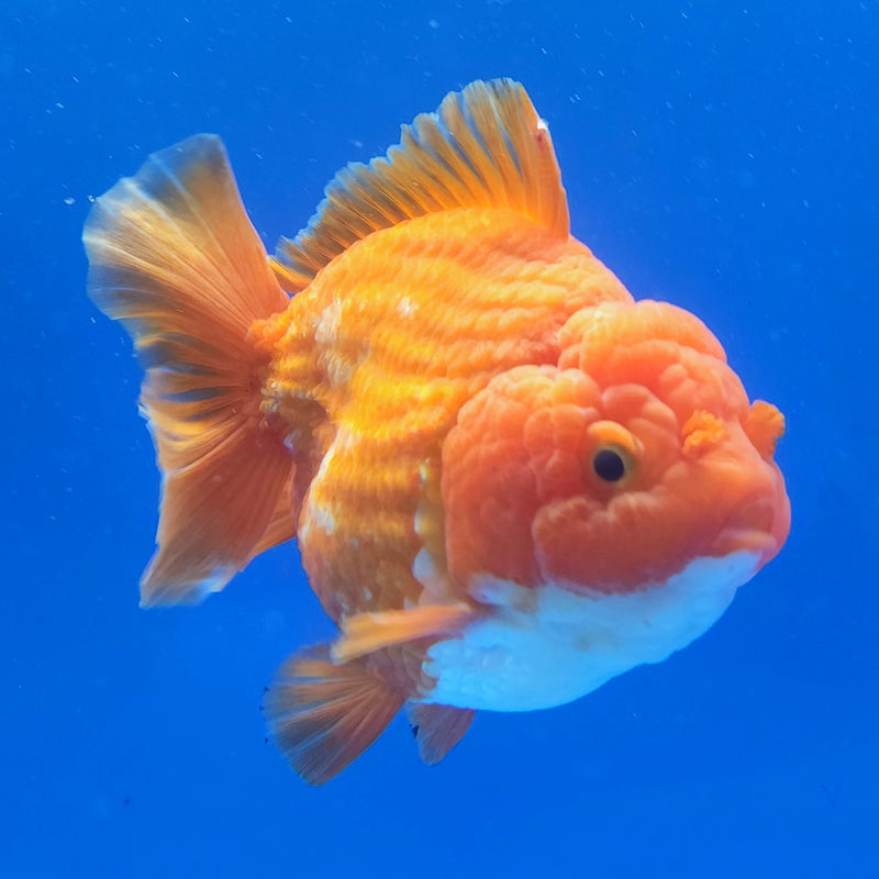Thai Jumbo Oranda Super Red 4in Female (FEB-238)BLUETUB1