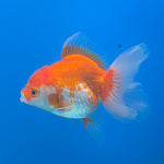 Thai Oranda White & Red 2.5” Female(FEB-673)R3B01