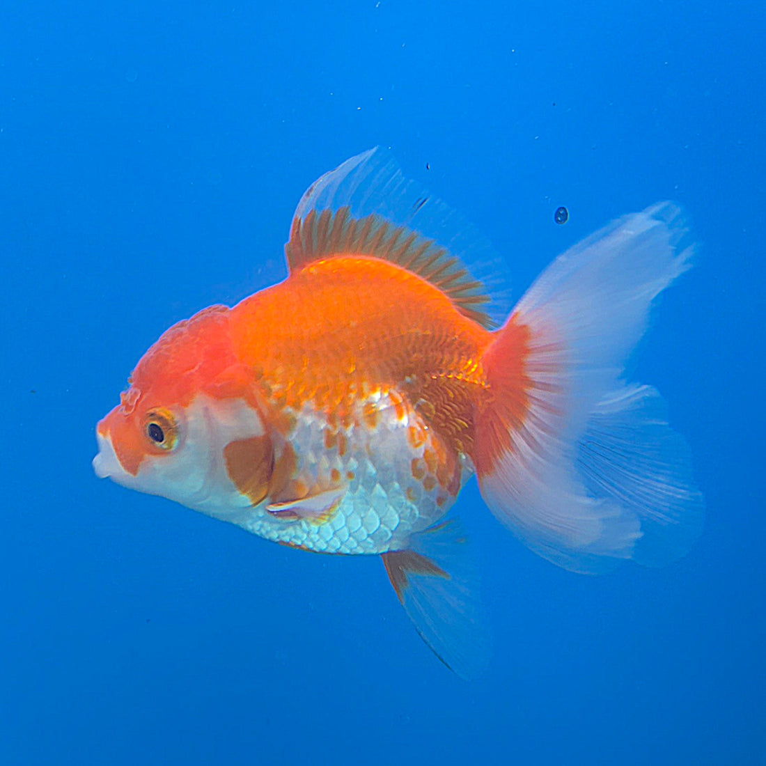 Thai Oranda White & Red 2.5” Female(FEB-673)R3B01