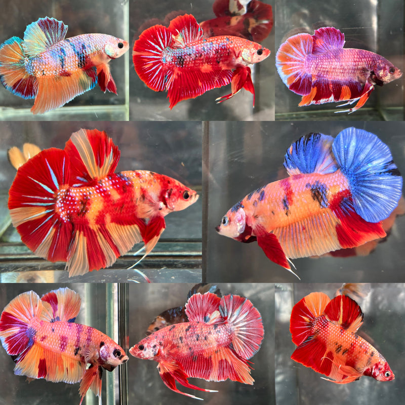 GIANT CANDY/METALLIC CANDY SWEET COLORS PLAKAT (CBM-1130)