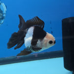 Thai Oranda Panda Color 2.8 in Body Female (FEB-531)R3A06