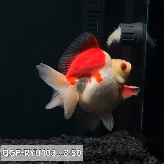 Thai Premium Red/White Ryukin 3.50 inch Body (QGF-RYU103)