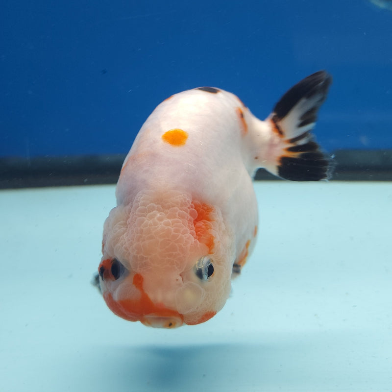 Chinese Ranchu White Cow 4in Male (FEB-328)R2B02