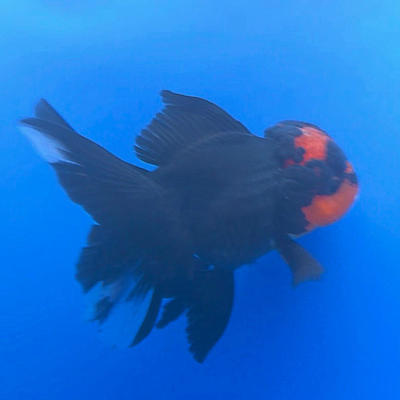 Thai Oranda Apache 3.5” Female(FEB-717)R1B07