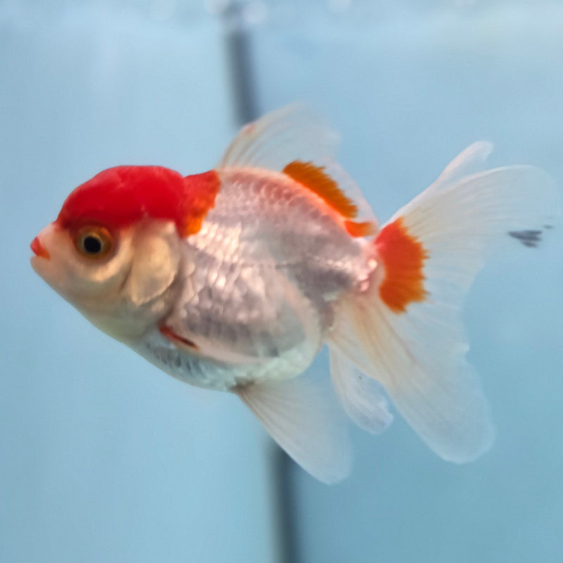 Thai Oranda Red/White 2" Female (CK-083)R3B10