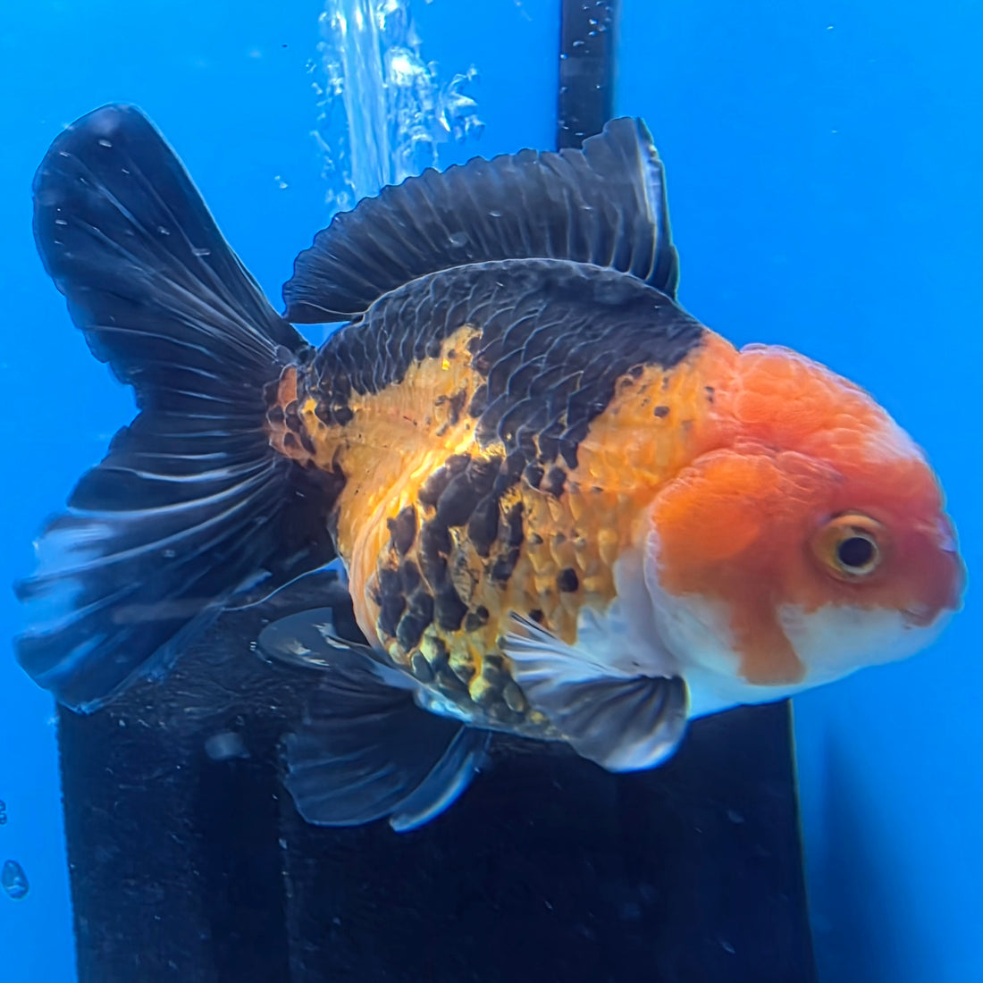Thai Oranda Jumbo Breed Apache 3.5" Body Female (FEB-608)