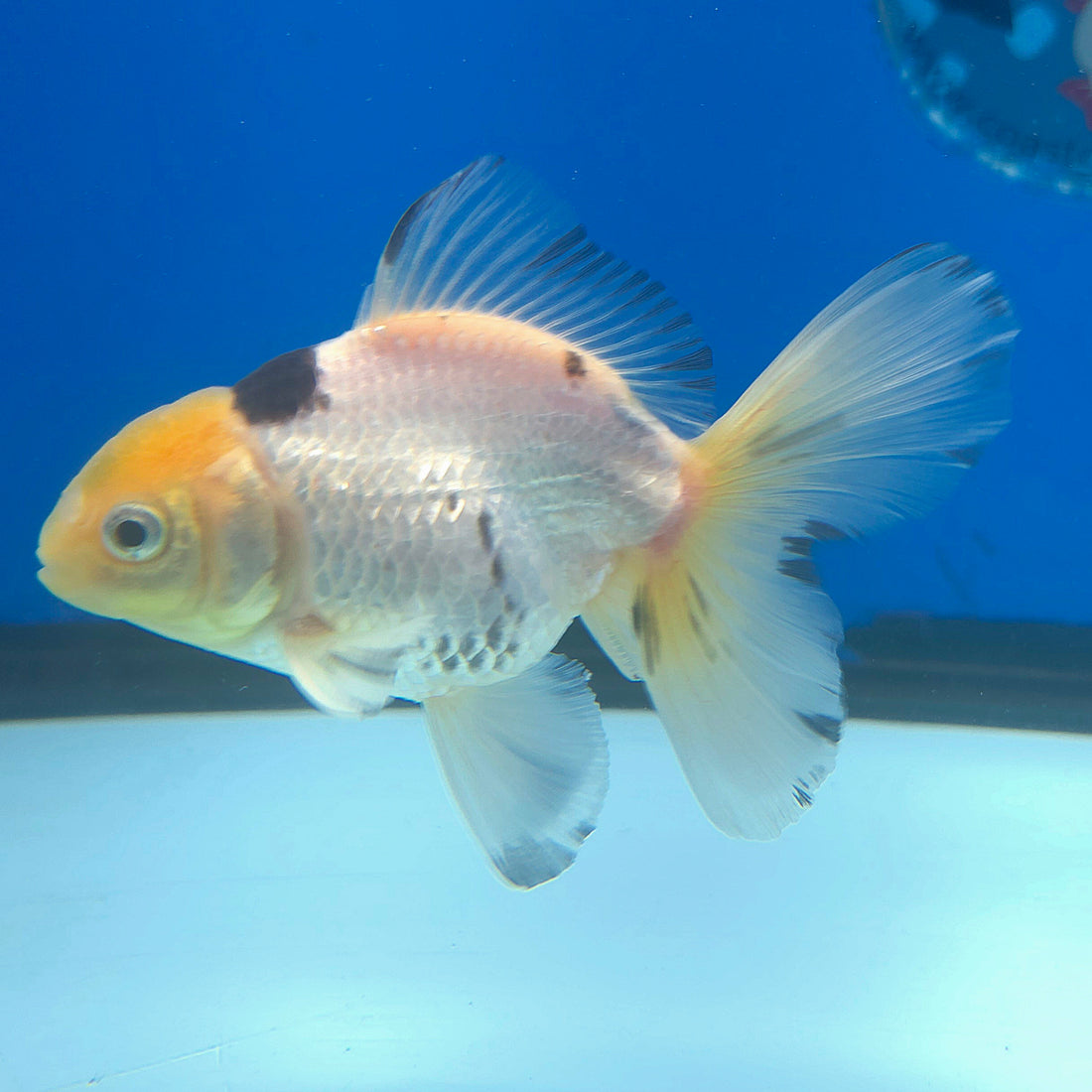 Thai Oranda Lemonhead Panda 2.5” Female(FEB-682)R3B01
