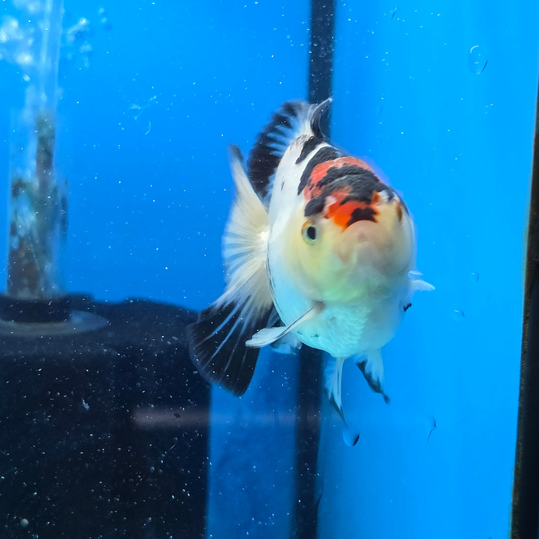 Thai Oranda Tri Color 3 in Body Female (FEB-524)R3A07