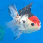 Thai Oranda Tri-Color 3.5” Male(FEB-637)R3B15