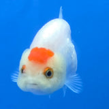 Thai Ranchu Tancho Dragon Scale 2.50" Body Female (FEB-811)R2B05