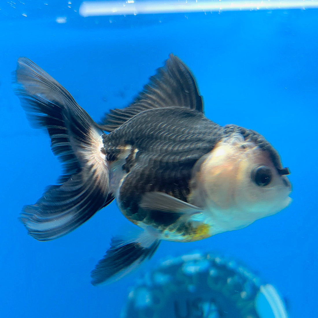Thai Oranda Panda 2.5” Male(FEB-631)R3B15