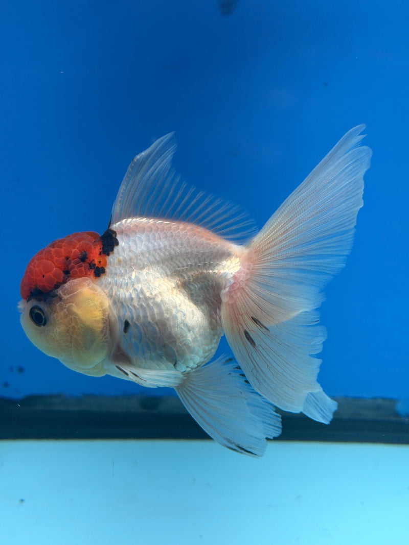 Thai Oranda Red & White Cap 3.5in Female (FEB-288)R2B03