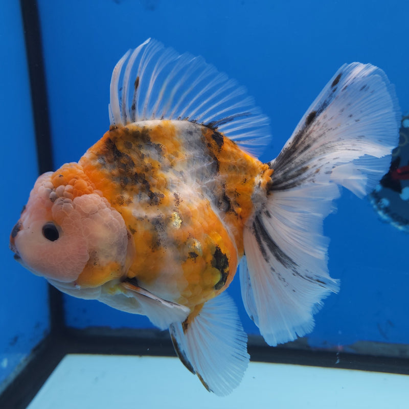 Thai Jumbo Red Tiger Orchid Tail Oranda by NK THAILAND 5.00 inch Body (NKT-FEB-367)