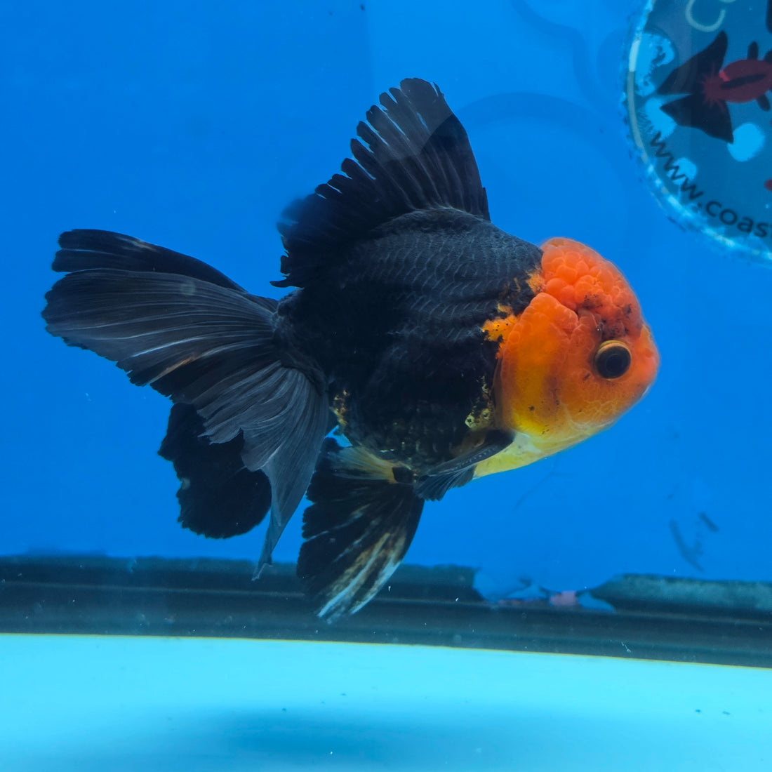 Thai Oranda Apache 4" Body male 9mths(FEB-568)R3A01