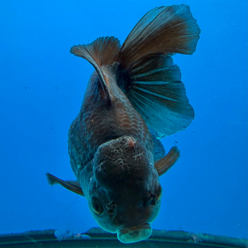 Thai Oranda Black Copper 4in Female (FEB-424)R2A01