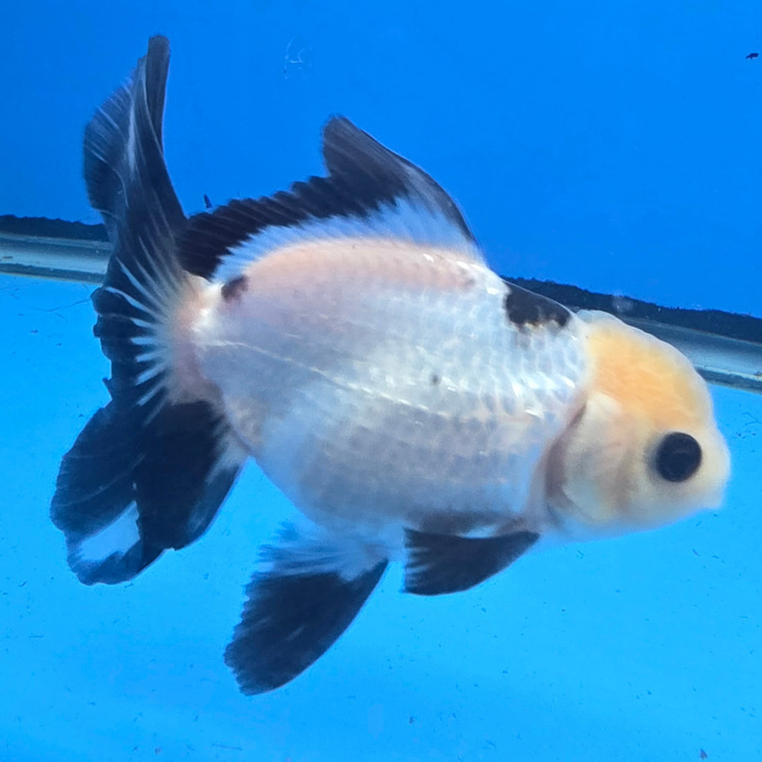 Thai Oranda Lemon Head Panda Jumbo Breed 2.8" Body Female 6mths(FEB-542)