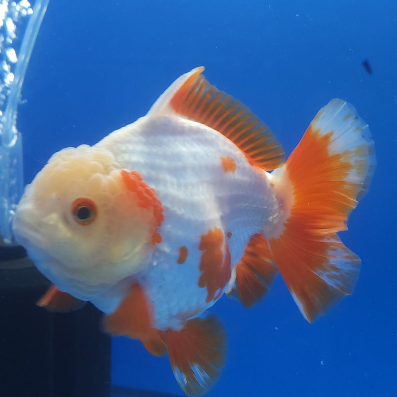 Thai Jumbo Oranda Red 4.5in Female (FEB-239)BLUETUB1