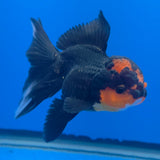 Thai Oranda Apache 3.5" Body Female (FEB-771)R2B07