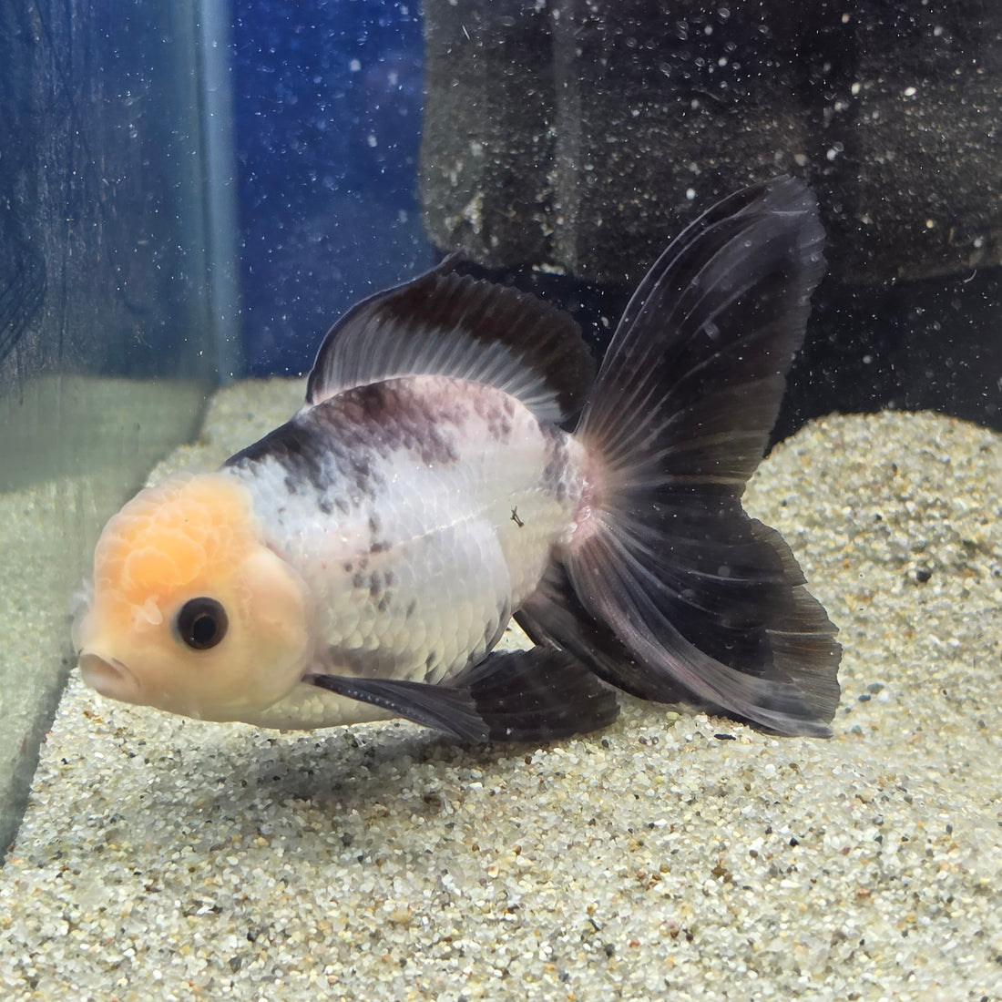 Thai Oranda Lemon head Panda 2.7” male(FEB-652)R3B21