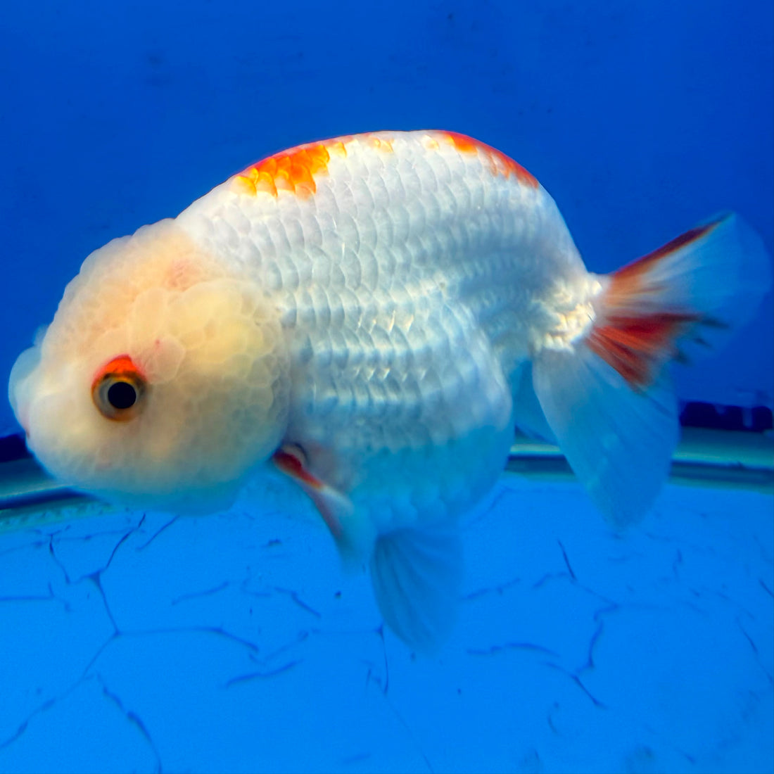 Thai Red & White Lemonhead Ranchu 4” Body Female(FEB-412) BLUETUBD